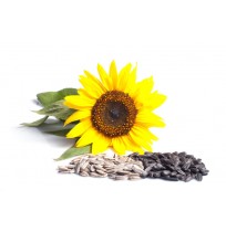 Sunflower Seeds