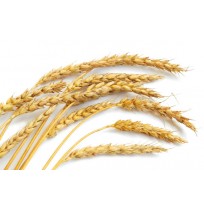 Barley