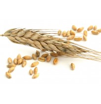 Wheat feed